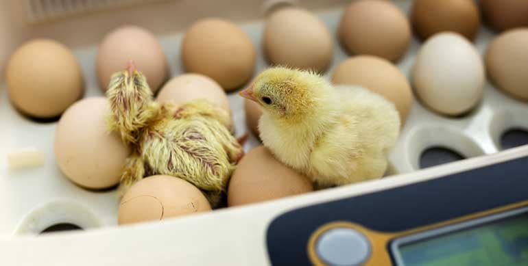 chicks Hatch in incubator