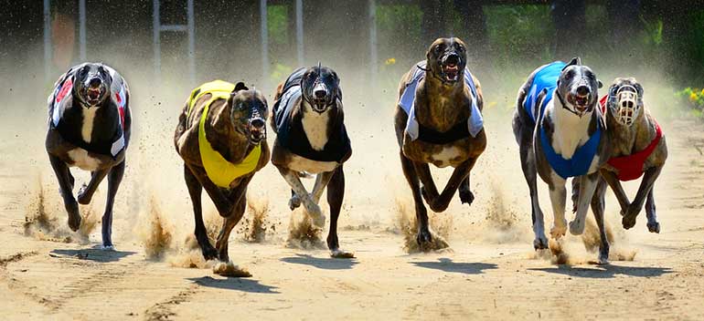 Greyhound racing