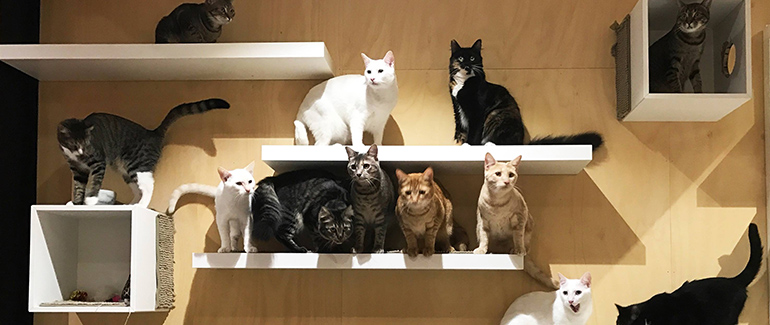 Resident cats at The Cat Cafe in Perth