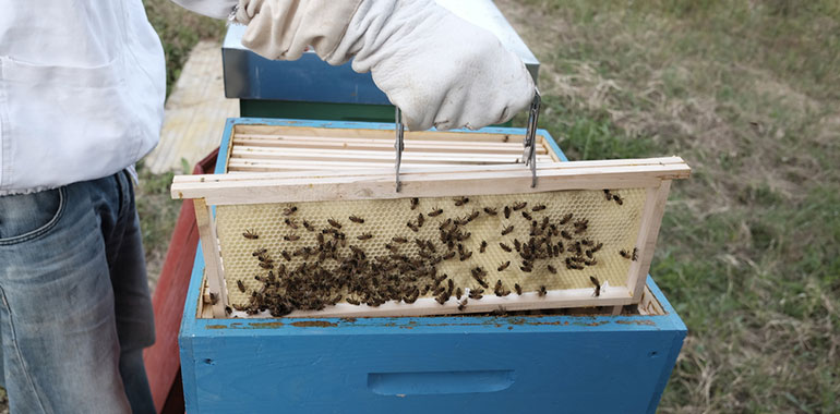 wooden bee frames