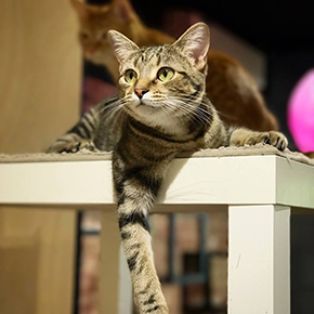 Cat on a shelf