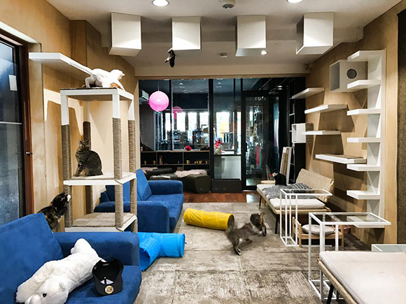 Cat cafe interior