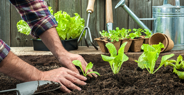 herb garden