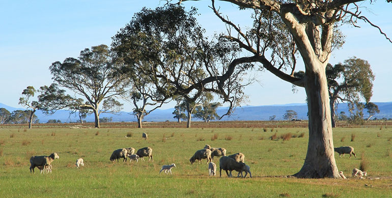 Sheep in a field in rural Australia