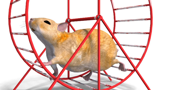 Hamster in a wheel