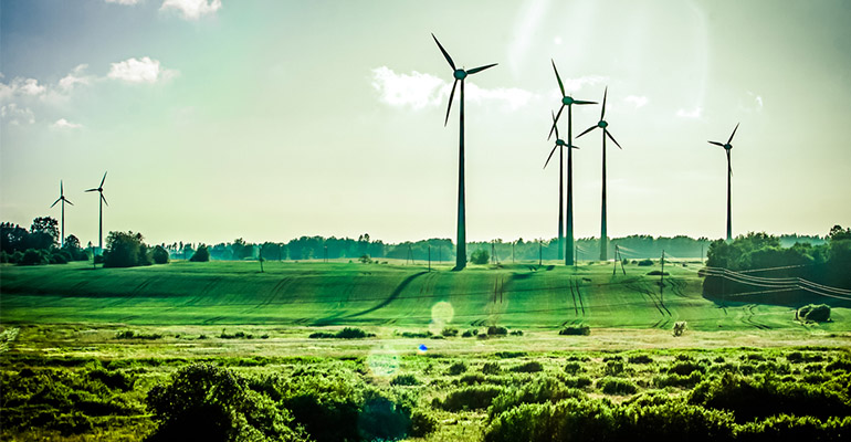 Windmills in a field