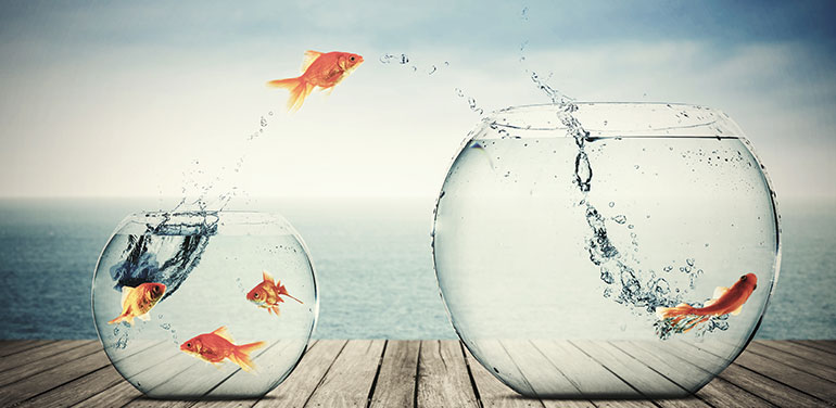 Goldfish jumping to a bigger bowl