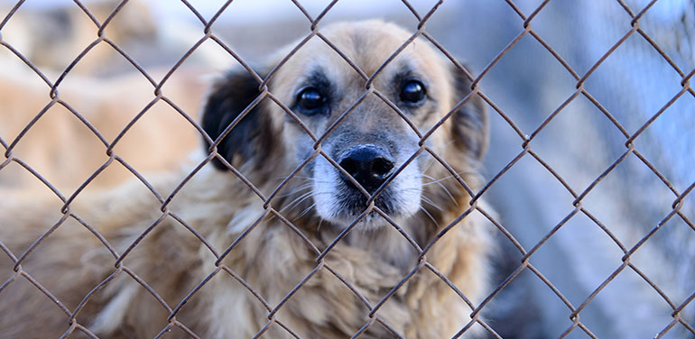 Dog behind a fence