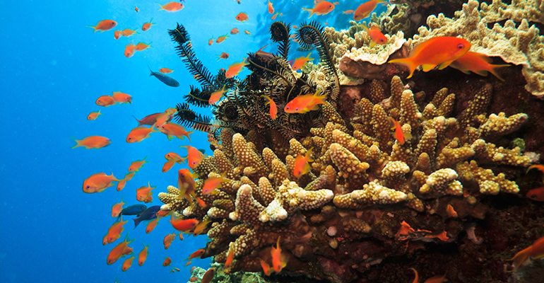 Great Barrier Reef