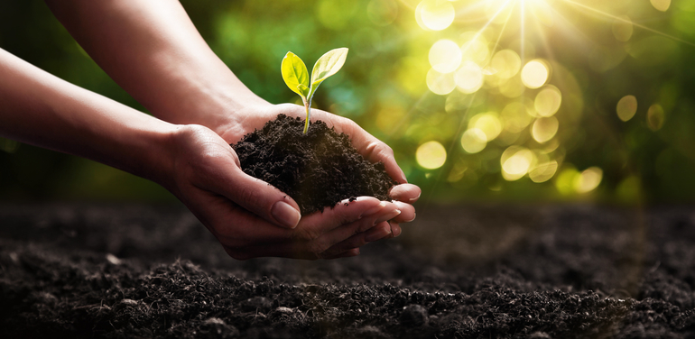 Close Up Plant in Female Hands. Care of the Environment. Ecology concept