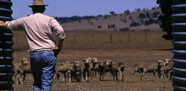 Farmer looking at sheep