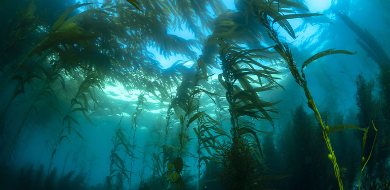 underwater kelp forest