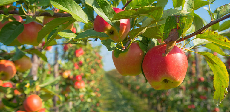 An apple orchard