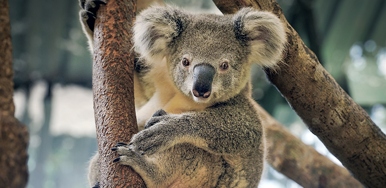 koala