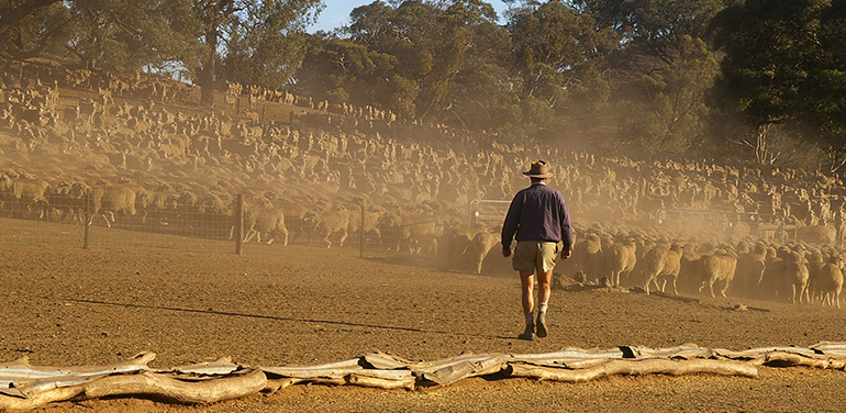 Farmer moving sheep