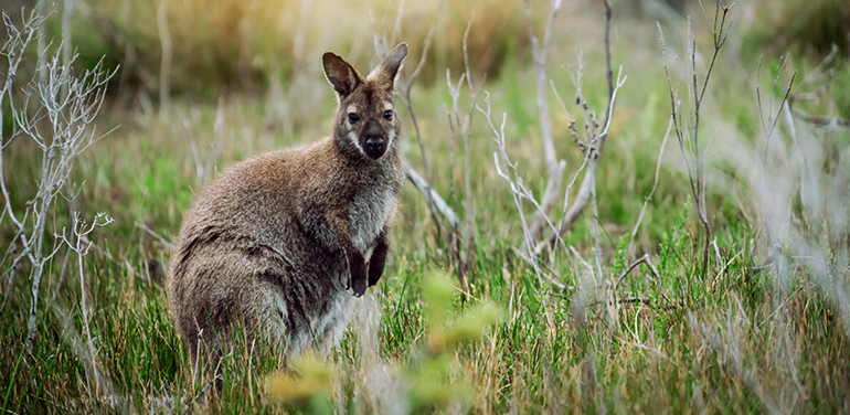 australian bush