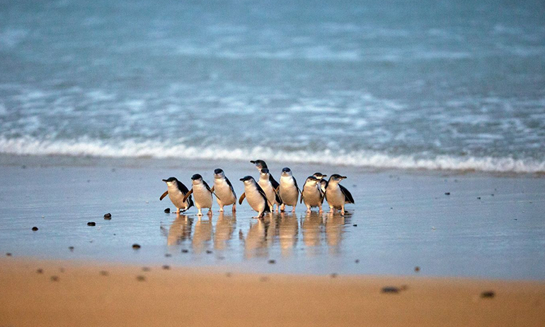 little penguins