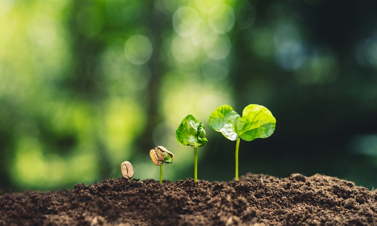 Plant growing in nature