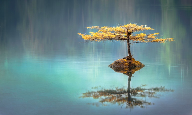 Tree in the middle of calm water