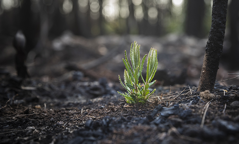 new plant growing from scorched ground