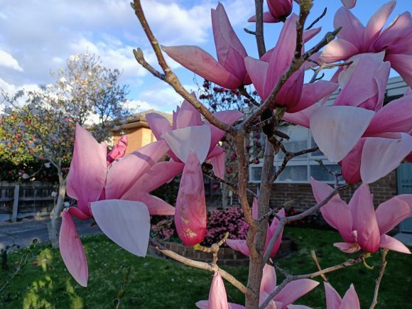 pink flowers