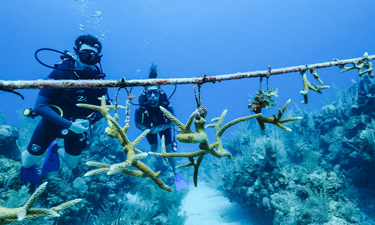 two divers under water