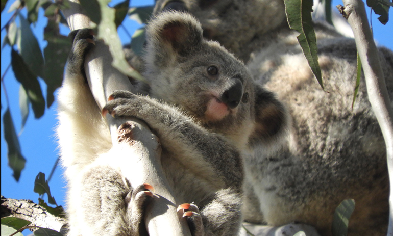 A koala sits in a tree