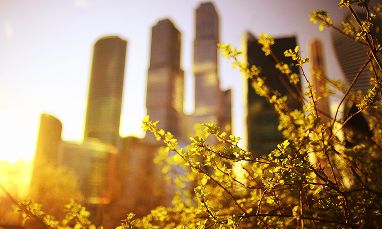 close up of a tree with the city skyline in the background